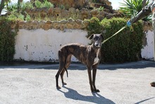DIVINITY, Hund, Galgo Español in Petershagen - Bild 2