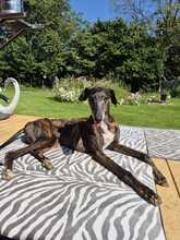DIVINITY, Hund, Galgo Español in Petershagen - Bild 3