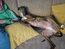 DIVINITY, Hund, Galgo Español in Petershagen - Bild 4