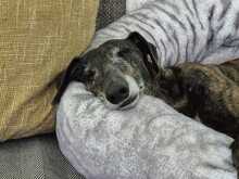 DIVINITY, Hund, Galgo Español in Petershagen - Bild 5