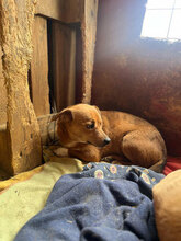 SANCHO, Hund, Mischlingshund in Rumänien - Bild 1