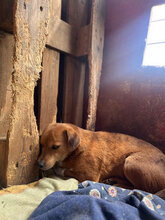 SANCHO, Hund, Mischlingshund in Rumänien - Bild 3