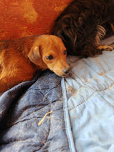 SANCHO, Hund, Mischlingshund in Rumänien - Bild 5