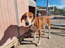 CARLO, Hund, Mischlingshund in Griechenland - Bild 1