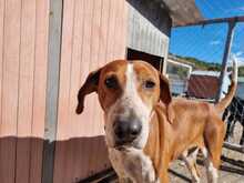 CARLO, Hund, Mischlingshund in Griechenland - Bild 2