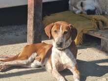 CARLO, Hund, Mischlingshund in Griechenland - Bild 3