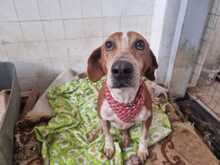 CARLO, Hund, Mischlingshund in Griechenland - Bild 4