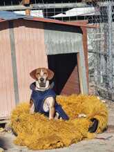 CARLO, Hund, Mischlingshund in Griechenland - Bild 5