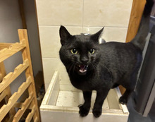 NINDJA, Katze, Europäisch Kurzhaar in Bulgarien - Bild 1