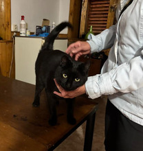 NINDJA, Katze, Europäisch Kurzhaar in Bulgarien - Bild 10