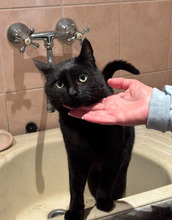 NINDJA, Katze, Europäisch Kurzhaar in Bulgarien - Bild 4