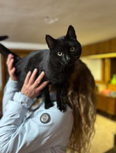 NINDJA, Katze, Europäisch Kurzhaar in Bulgarien - Bild 5