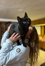NINDJA, Katze, Europäisch Kurzhaar in Bulgarien - Bild 6