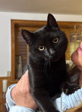 NINDJA, Katze, Europäisch Kurzhaar in Bulgarien - Bild 7