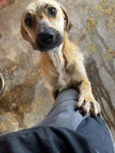 MALAIKA, Hund, Mischlingshund in Rumänien - Bild 1