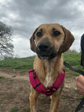 MALAIKA, Hund, Mischlingshund in Rumänien - Bild 10