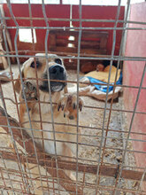 MALAIKA, Hund, Mischlingshund in Rumänien - Bild 11