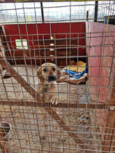 MALAIKA, Hund, Mischlingshund in Rumänien - Bild 12