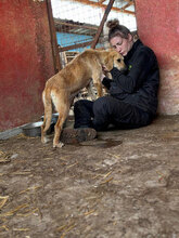 MALAIKA, Hund, Mischlingshund in Rumänien - Bild 13