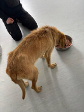 MALAIKA, Hund, Mischlingshund in Rumänien - Bild 14