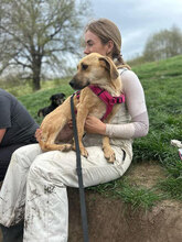 MALAIKA, Hund, Mischlingshund in Rumänien - Bild 2