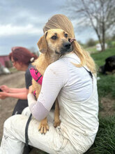 MALAIKA, Hund, Mischlingshund in Rumänien - Bild 3
