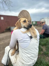 MALAIKA, Hund, Mischlingshund in Rumänien - Bild 4