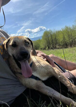 MALAIKA, Hund, Mischlingshund in Rumänien - Bild 5