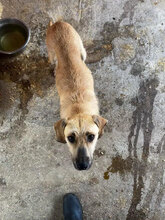MALAIKA, Hund, Mischlingshund in Rumänien - Bild 6