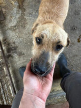 MALAIKA, Hund, Mischlingshund in Rumänien - Bild 7