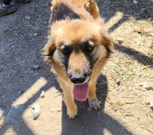 FEEBY, Hund, Mischlingshund in Rumänien - Bild 1