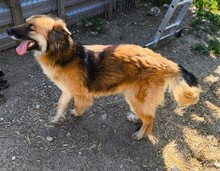 FEEBY, Hund, Mischlingshund in Rumänien - Bild 2
