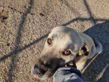 RAIKA, Hund, Mischlingshund in Griechenland - Bild 1
