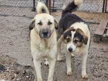 RAIKA, Hund, Mischlingshund in Griechenland - Bild 2