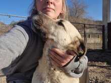 RAIKA, Hund, Mischlingshund in Griechenland - Bild 3