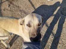 RAIKA, Hund, Mischlingshund in Griechenland - Bild 4