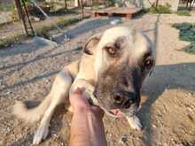 RAIKA, Hund, Mischlingshund in Griechenland - Bild 5