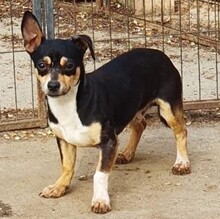 PACO, Hund, Chihuahua Mischling in Neuss