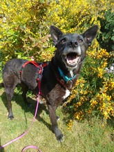 LUCHS, Hund, Mischlingshund in Löningen - Bild 1