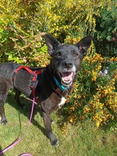 LUCHS, Hund, Mischlingshund in Löningen - Bild 3