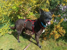 LUCHS, Hund, Mischlingshund in Löningen - Bild 4