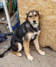 LENNARD, Hund, Mischlingshund in Rumänien - Bild 1