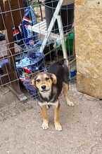LENNARD, Hund, Mischlingshund in Rumänien - Bild 10