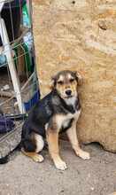 LENNARD, Hund, Mischlingshund in Rumänien - Bild 11