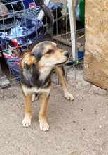 LENNARD, Hund, Mischlingshund in Rumänien - Bild 12