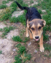 LENNARD, Hund, Mischlingshund in Rumänien - Bild 2
