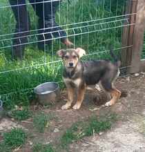 LENNARD, Hund, Mischlingshund in Rumänien - Bild 3