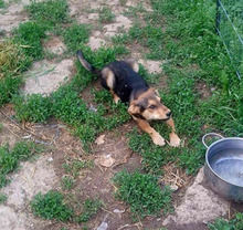LENNARD, Hund, Mischlingshund in Rumänien - Bild 4