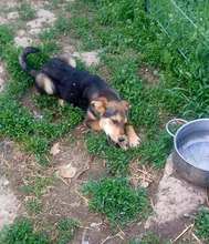 LENNARD, Hund, Mischlingshund in Rumänien - Bild 5