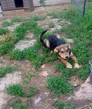 LENNARD, Hund, Mischlingshund in Rumänien - Bild 6